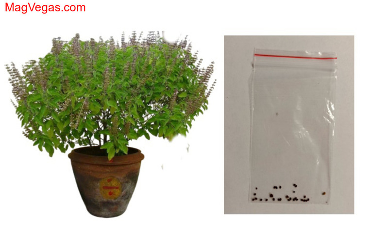 Семена Туласи, в пакетике, для выращивания дома.