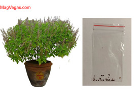 Семена Туласи, в пакетике, для выращивания дома.