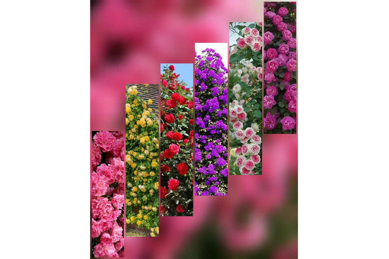 Цветы саженцы растения